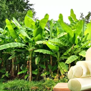 Vazhaithandu Kootu (Banana Stem Kootu)